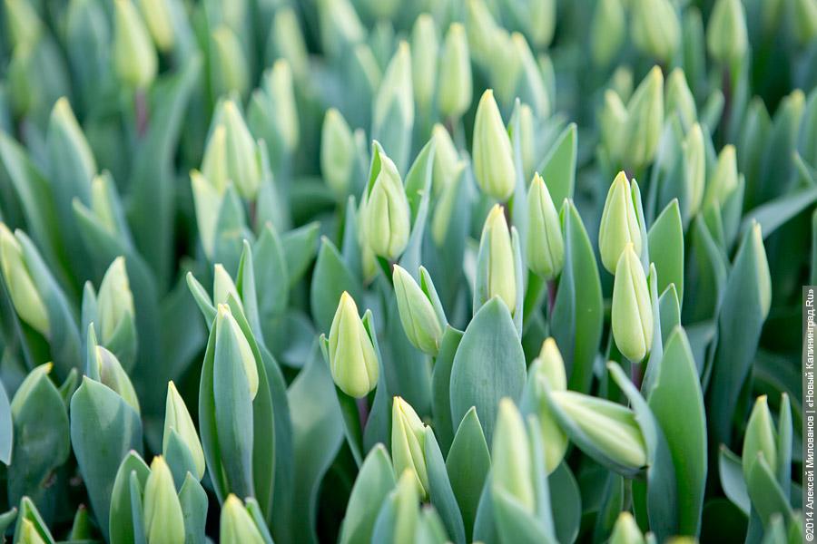 Букет к празднику: в Калинково вырастили 6 миллионов тюльпанов