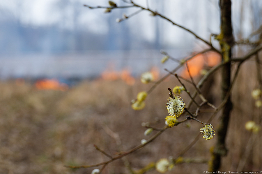 Температура в Калининграде побила исторический рекорд февраля