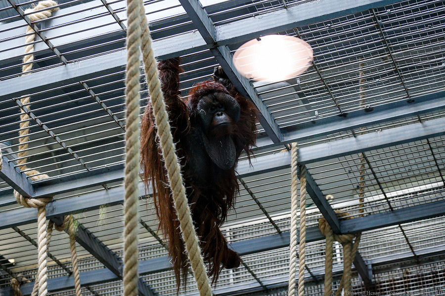 Варяг из Дании: в Калининградском зоопарке поселился орангутан Бенджамин