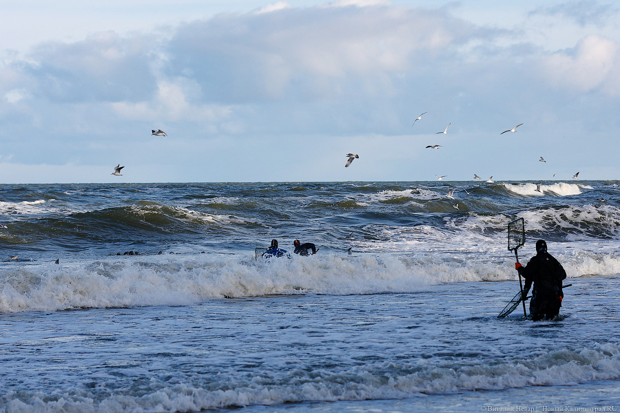 Лучшее время: как в Пионерском ловят янтарь после шторма (фото)