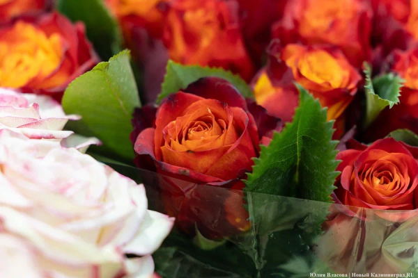 В регион не пустили выращенные в Нидерландах цветы, заражённые трипсом