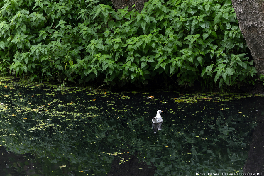 В Калининграде ищут проектировщика на расчистку Паркового ручья в зоопарке