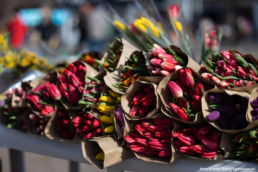 Мимозно-тюльпанный ажиотаж: Калининград накрыла традиционная цветочная лихорадка (фото)