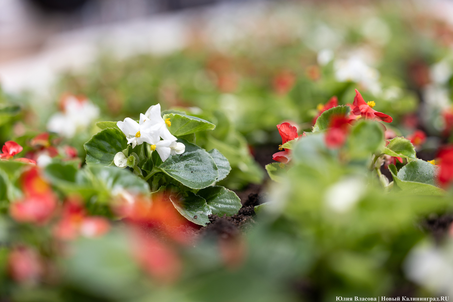 Вместо развалившихся: на улицу Баранова вернули вазоны-лавки за 12,5 млн рублей (фото)