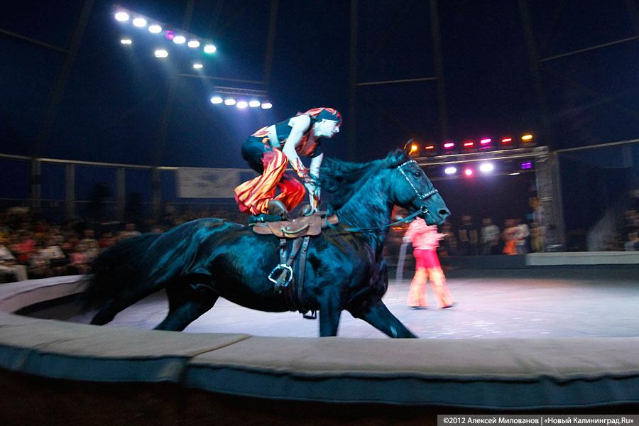 «Цирк в подарок»: фоторепортаж c премьеры цирковой программы