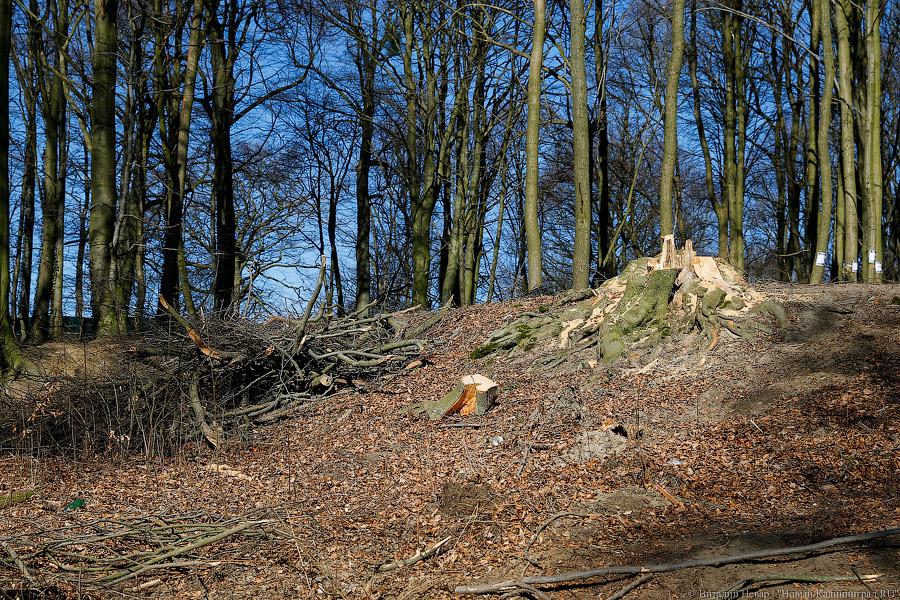 Пеньки в Холмогоровке: кто вырубает лесопарк под Калининградом
