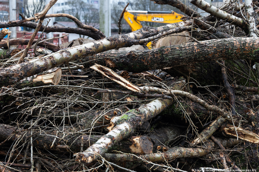 Дятлова: циклон «Мартина» повалил в городе 16 деревьев и разбил 11 автомобилей