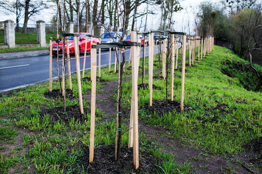 Горвласти ищут подрядчика для посадки деревьев в Калининграде