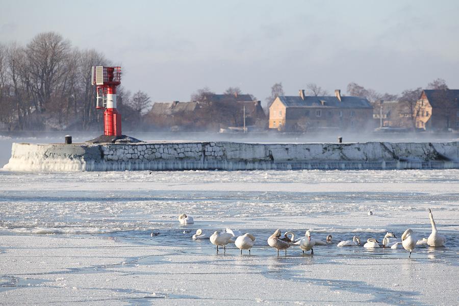 Сотня белых лебедей: как в Балтийске поддерживают замерзающих птиц