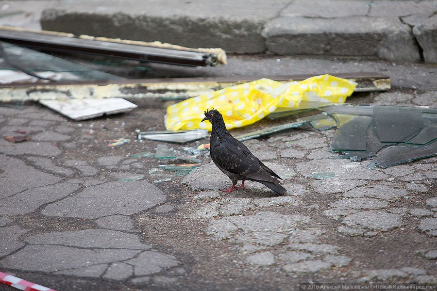 Кровавый след: в Калининграде автобус сбил женщину, шедшую на трамвай