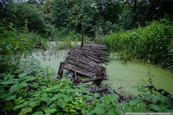 Полиция советует грибникам брать в лес йод и вешать на шею свисток 
