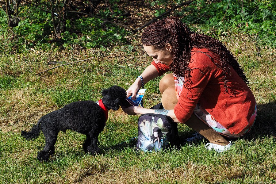 Подари мне дом: на Верхнем озере организовали выставку бездомных животных