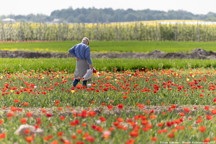 В Калинково открыли для посетителей тюльпановое поле (фото)