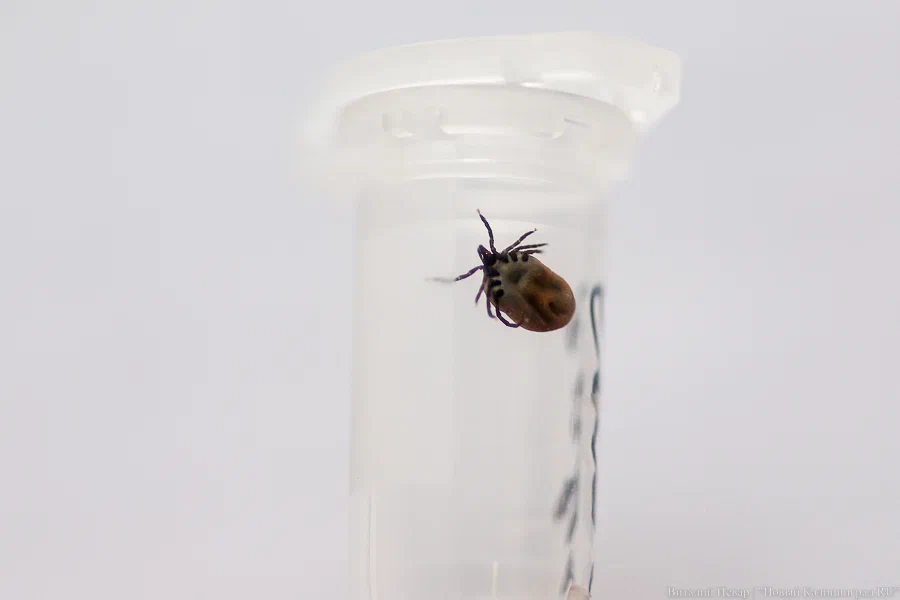 В Калининградской области открыли горячую линию по вопросам клещевых инфекций