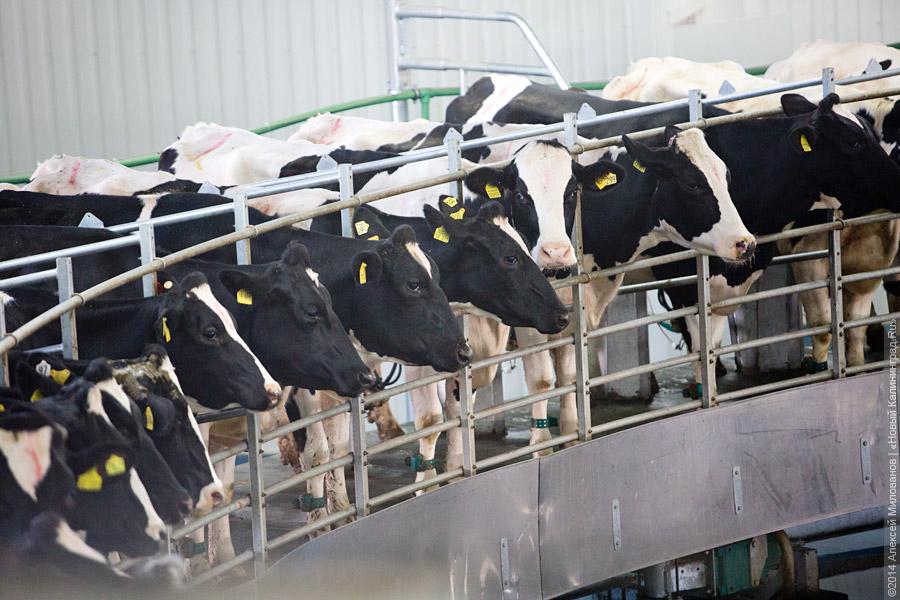 Фирму крупного фермера Джаттая Тасалиева признали банкротом