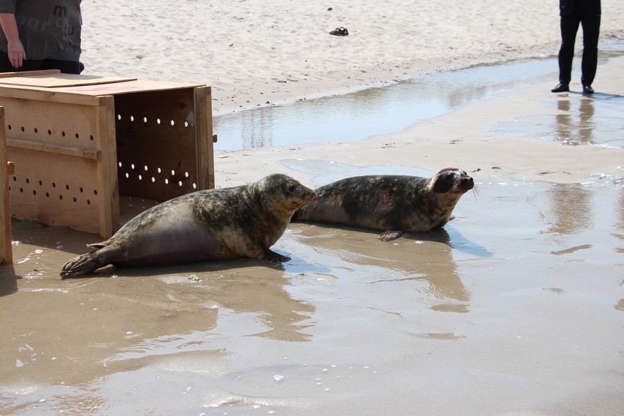 Пора домой: Калининградский зоопарк выпустил в море двух спасённых тюленей (фото) (видео)
