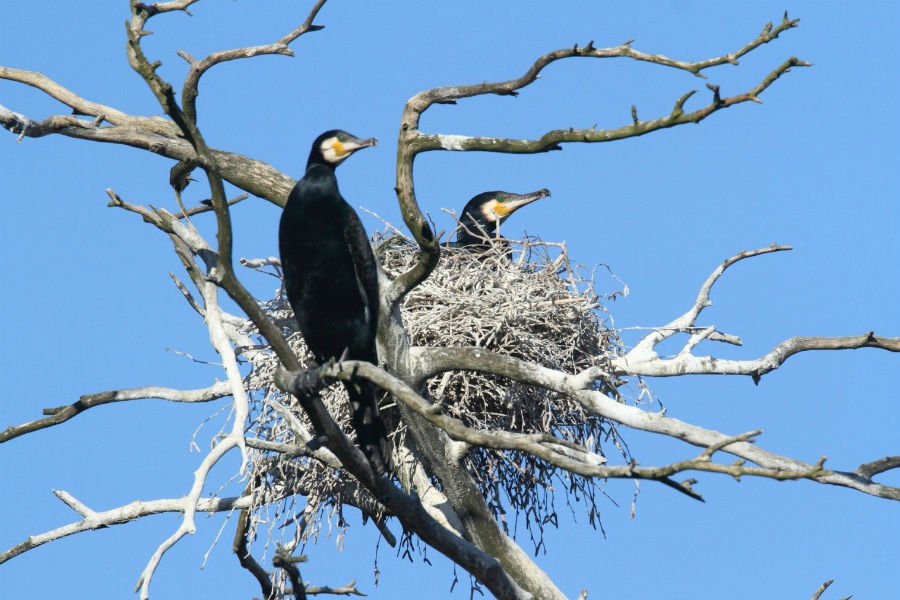 На литовской части Куршской косы бакланы уничтожили 8 га соснового бора