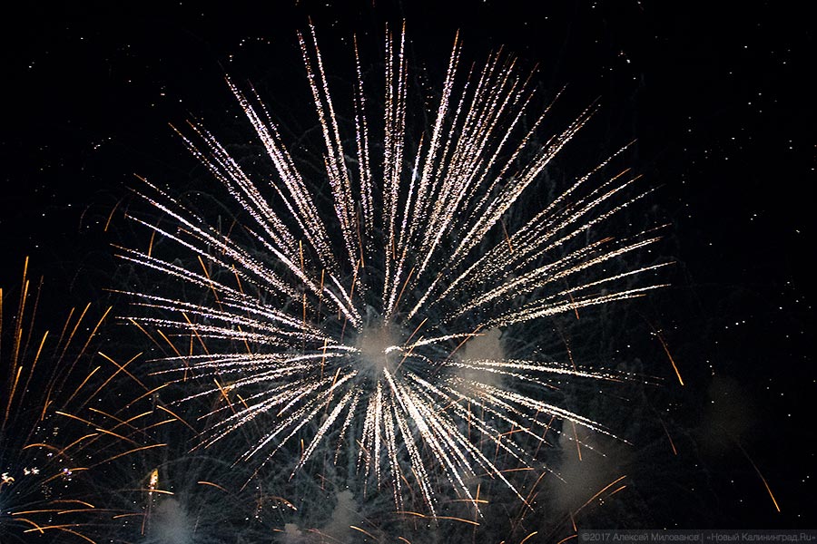 Бесконтактный зоопарк: самый удачный гала-концерт Дня города в Калининграде