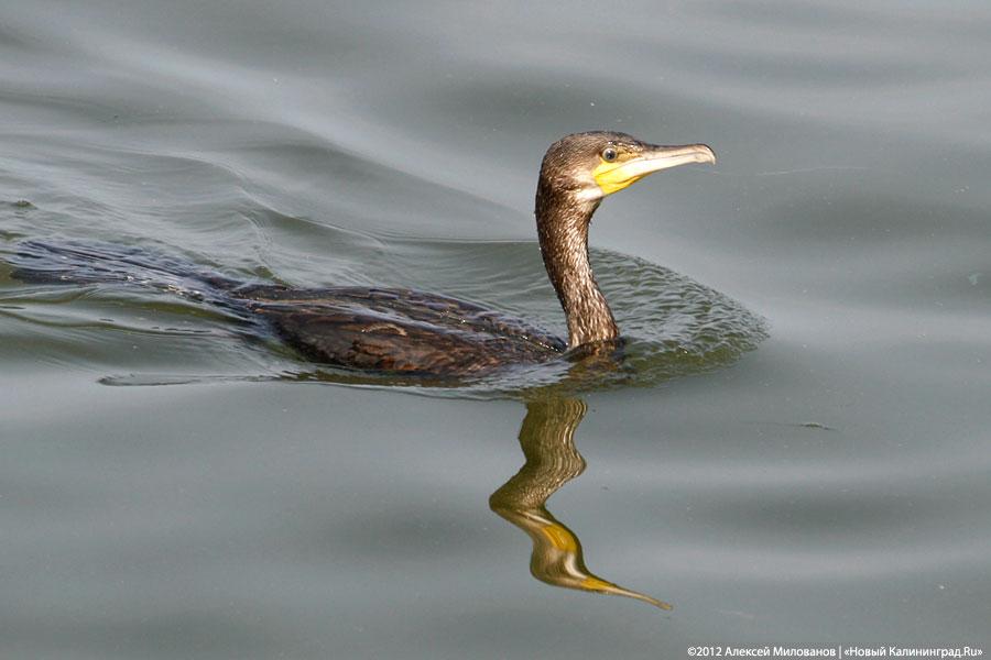 «День моряка»: фоторепортаж с празднования Дня ВМФ в Балтийске