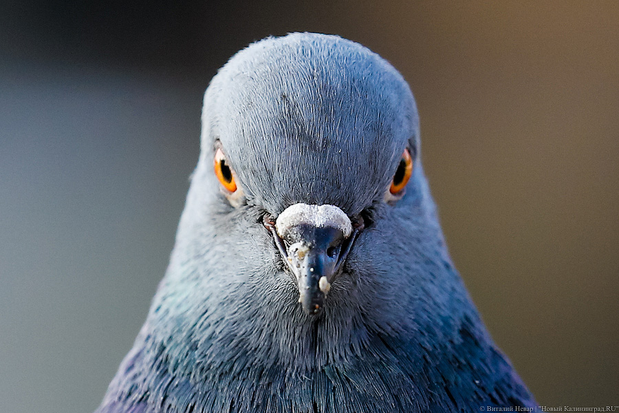 Фото: Виталий Невар / Новый Калининград 
