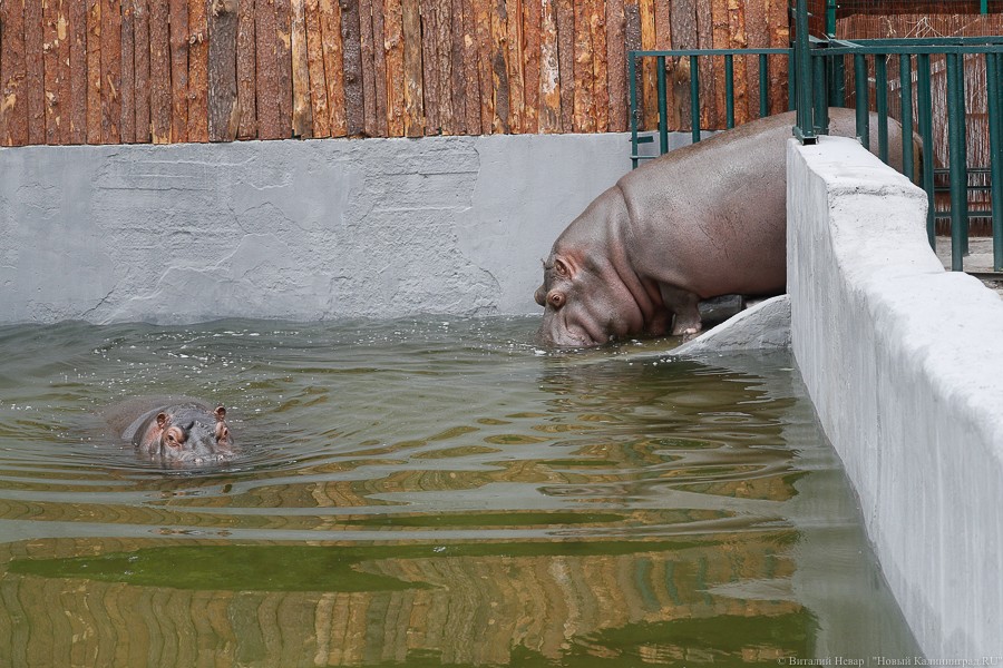 Калининградские бегемоты предсказали победителя в первом матче ЧМ-2018 (фото)