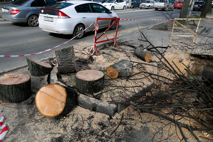 На улице Невского провалился тротуар — и в провал рухнуло дерево (фото)