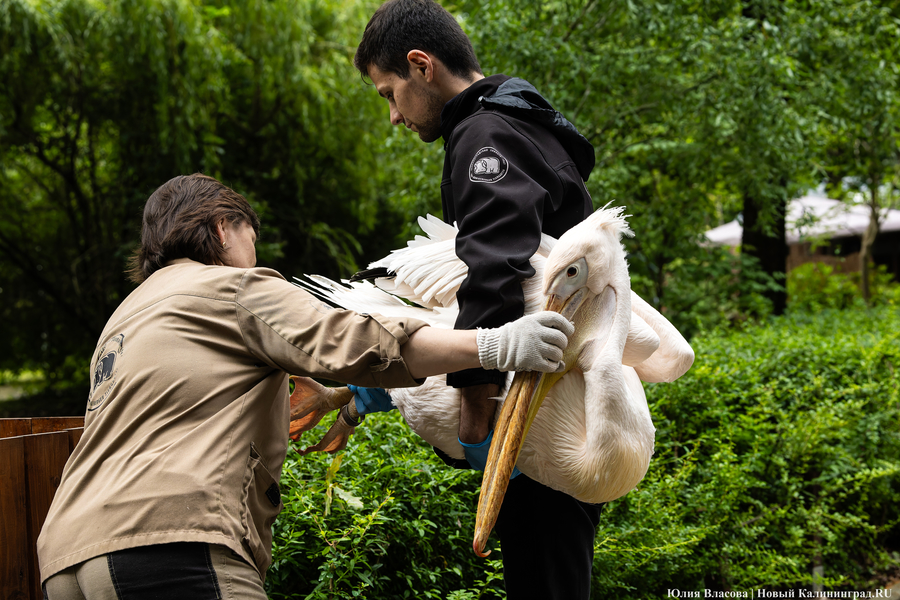 Вольные птицы: в зоопарке Калининграда пернатых выпустили в водоемы (фото)
