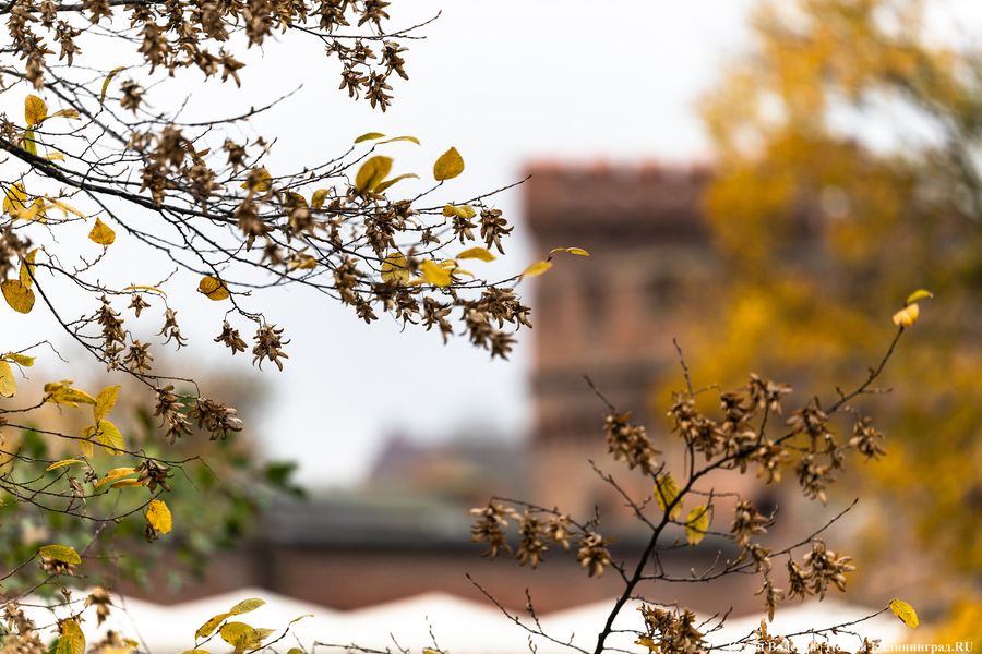 Тепло, сухо и спокойно: прогноз погоды в Калининграде до конца недели