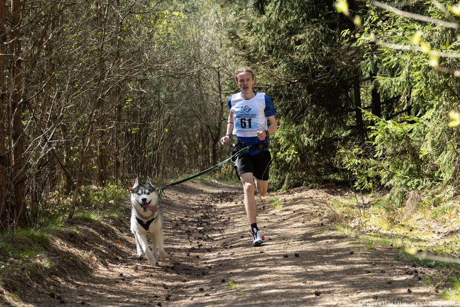 Совсем не Джек Лондон: как калининградцы с питомцами соревновались в ездовом спорте (фото)