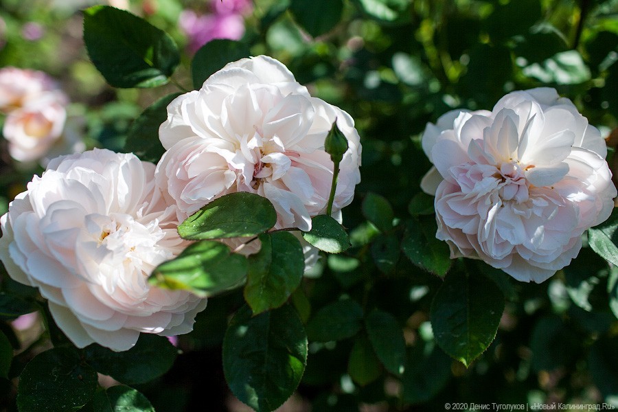 Розовое цветение: Ботанический сад открылся для посетителей (фото)