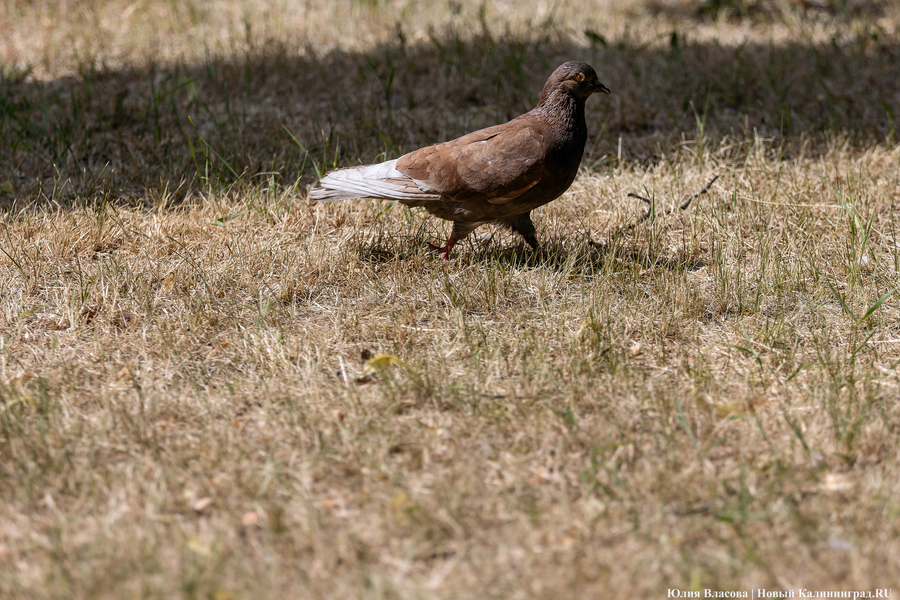 Засуха. Как это выглядит в Калининградской области (фото)