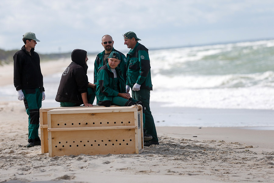 Тюлений «выпускной»: как животные из зоопарка обрели свободу на Балтике