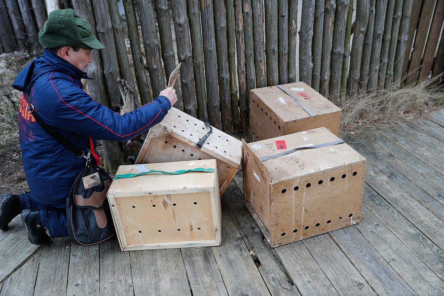 Пятеро местных и один залетный: на Куршской косе выпустили на волю канюков (фото)