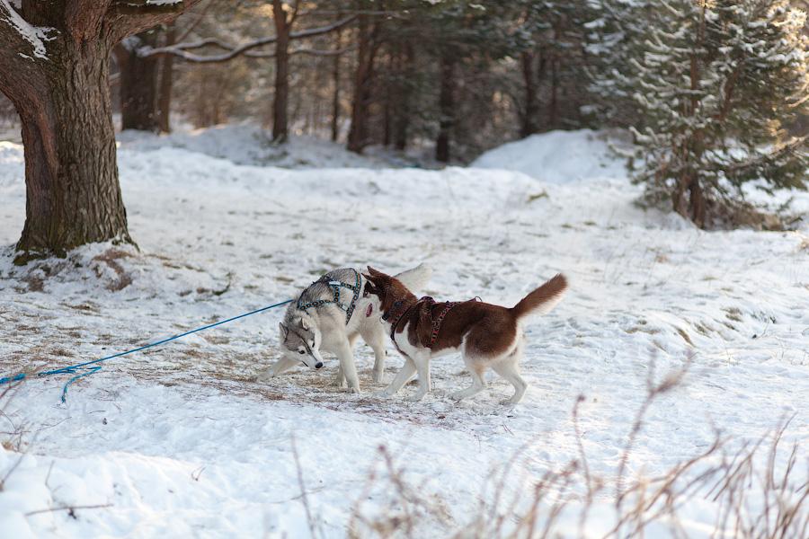 «Сказки о хаски»: фоторепортаж с тренировки ездовых собак и интервью с владельцами
