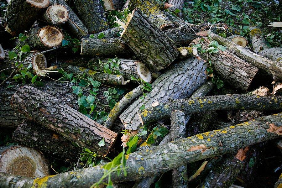 Силанов: «убирать» деревья будем, потому что надо ремонтировать тротуары