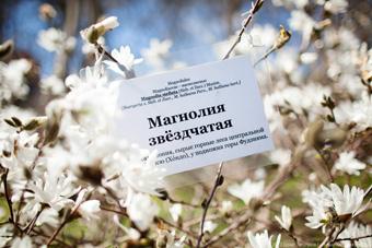 Цветущая магнолия. Фото из архива «Нового Калининграда.Ru»