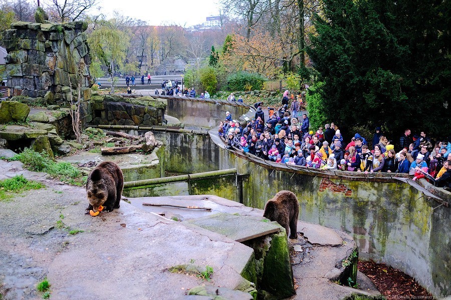 Тыква на обед, а не за билет! Показательное кормление животных в зоопарке (фото)