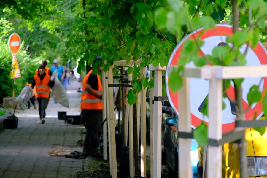 Липы, березы, рябины и клёны: в мэрии рассказали, где в Калининграде высадят деревья