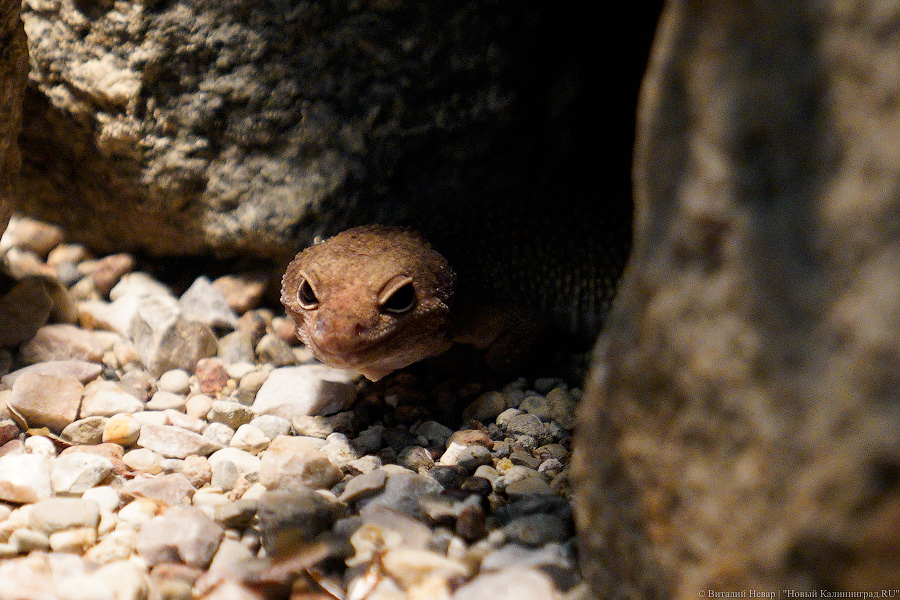 Жаба, гадюка и другие: в зоопарке открылся террариум после ремонта (фото)