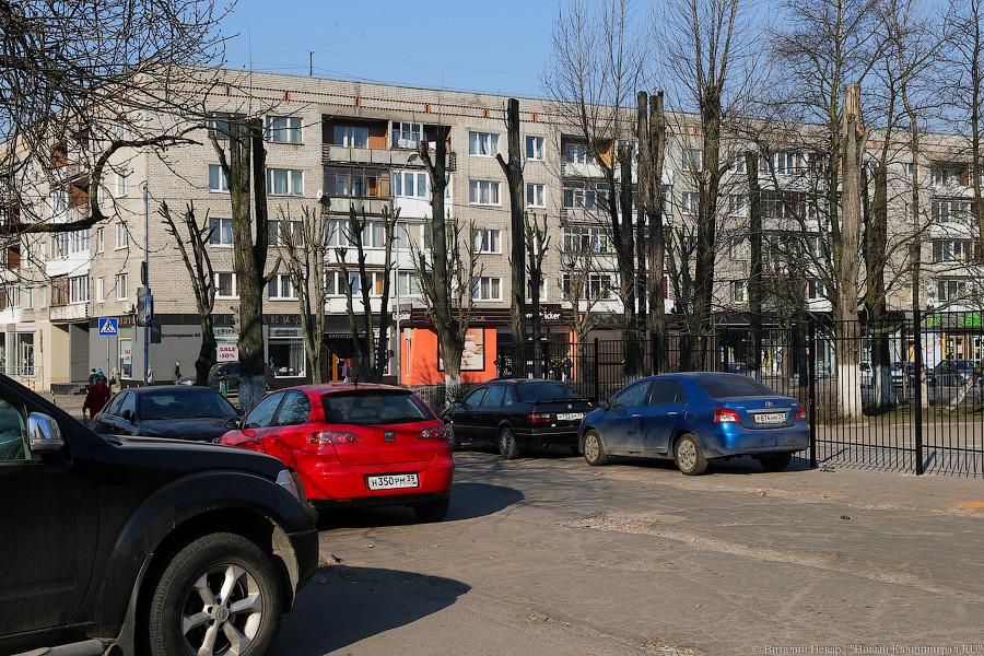 «А потом они умирают»: к чему приводит обрезка деревьев в Калининграде