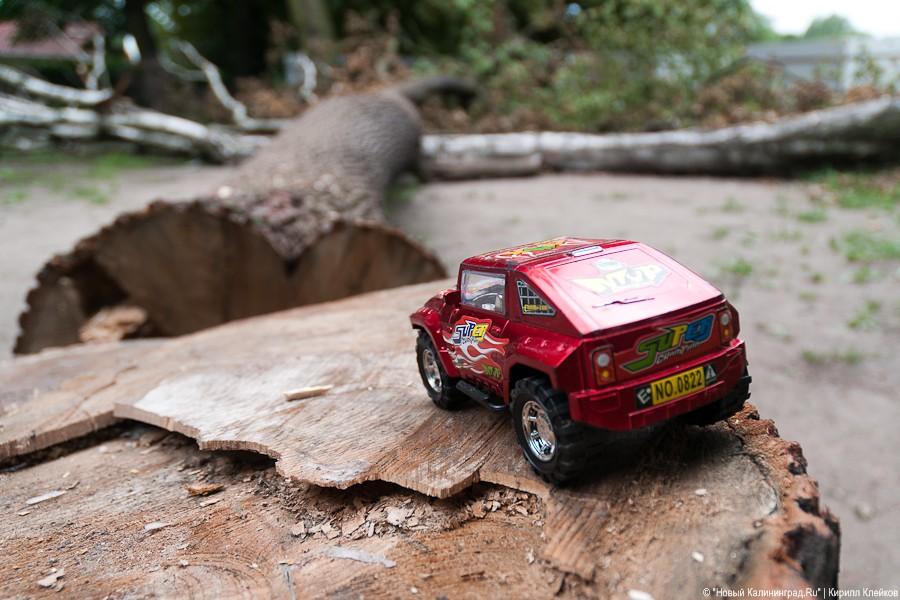 Пила vs. палатка: фоторепортаж "Нового Калининграда.Ru"