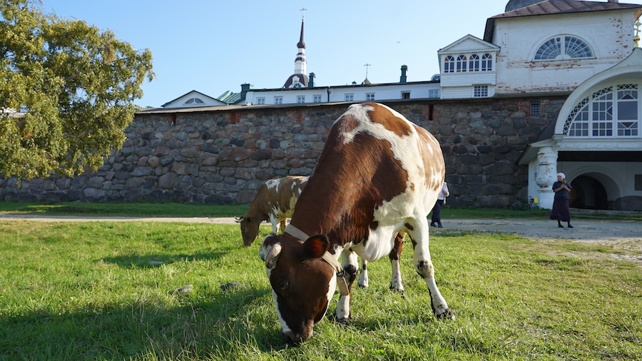 Русский север, русский дух и Белое море: для чего нужно ехать на Соловки (фото)