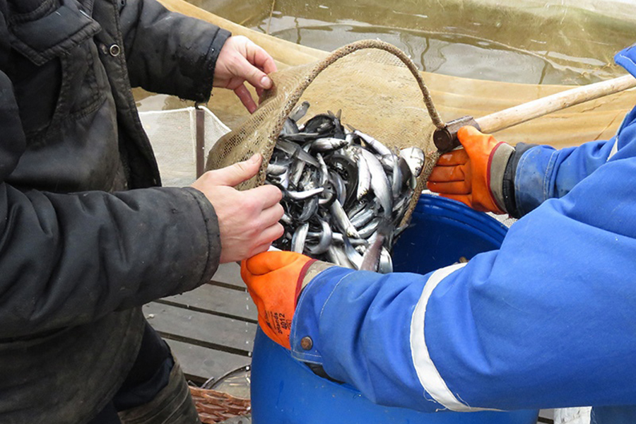 Росморпорт выделяет 30 млн рублей на выпуск молоди сига в Куршский залив