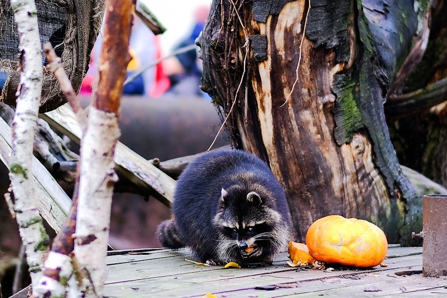 Тыква на обед, а не за билет! Показательное кормление животных в зоопарке (фото)