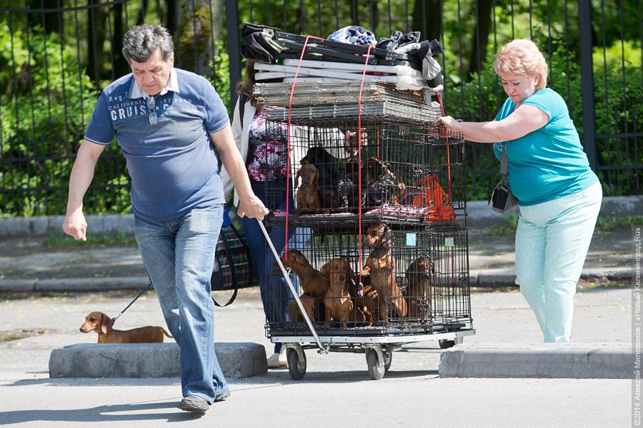 «Человек, собака, друг»: выставка собак на стадионе «Балтика»