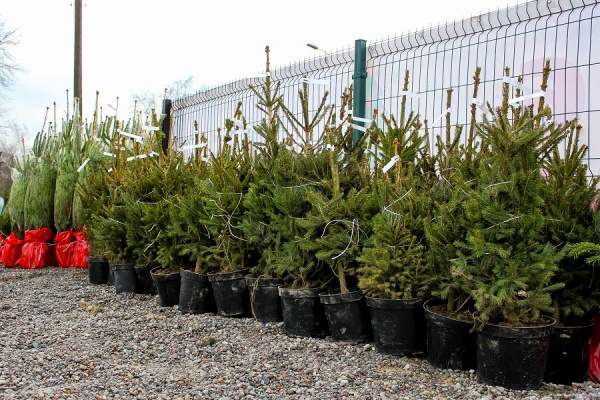 Большой Ёлочный базар на Портовой — ждем на «Городской ярмарке» с 16 декабря!