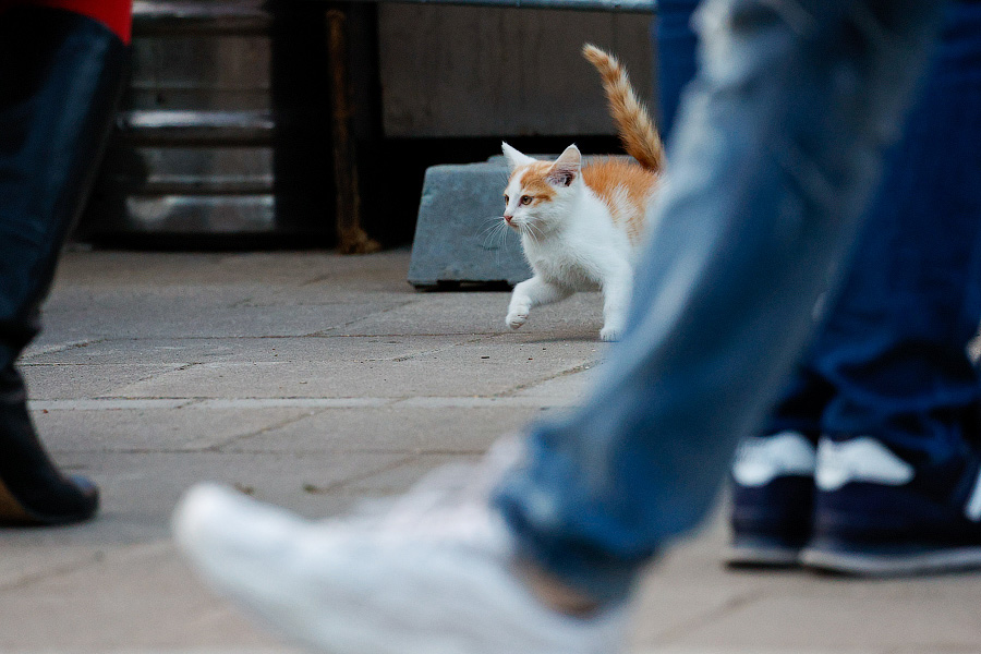 Как закончился «постковидный» «Калининград Сити Джаз». Фоторепортаж НК