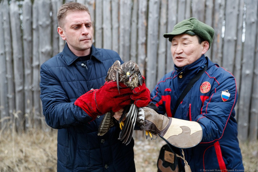 Пятеро местных и один залетный: на Куршской косе выпустили на волю канюков (фото)