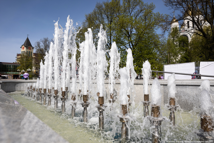 «Быки» и «младенцы»: в Калининграде начался сезон фонтанов (фото)
