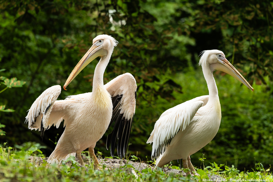 Вольные птицы: в зоопарке Калининграда пернатых выпустили в водоемы (фото)
